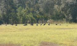 Hunt Florida's Elusive Osceola Turkey, lots of mature birds, low hunting pressure,contact Dave Huston@352-427-4814, and check out my website on the google search engine @www.hustonsoutdooradventures.com