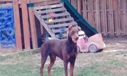 Adley is a red-rust AKC registered male Doberman. He is gentle, kid friendly, dog/cat friendly, house trained, crate trained, lives indoors/ outdoors His tail is docked and ears cropped. One ear stands at all times and one does when he makes it. I feel