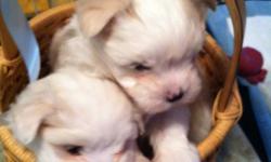 I have two Little sweet male maltese pups. Their parents are CKC certified. They have been giving a clean bill of health from my vet ( Clevenger corner veterinary care). They will be up to 9 weeks on their shots de wormed . They are so sweet. love hanging