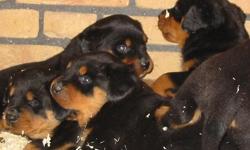 I have beautiful Rottweiler Puppies for adoption, the puppies are current on their vaccinations and veterinary comes with all necessary documents. They are pure Rottweiler puppies which agrees with the kids and other pets. They are seeking approval to any