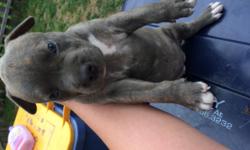 I have two females&nbsp;blue pits&nbsp;born on 6/16 need gone asap deworm & first shots&nbsp;if interested contact me 6163290402&nbsp;