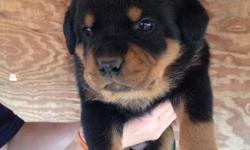 Two gorgeous Rottweiler puppies for adoption, Male and Female. They come with full AKC registration. Interested persons should contact for more info () -