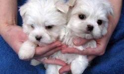 Our puppies are very sweet and have a very good temperament around kids and other animals. They are playful and will keep the home clean by not squating on the chairs. They do not shed hairs and they do not bite thing in the house. They have their AKC