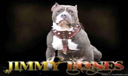i have a bully breed razor edge blood line american pitbull terrier up for stud at $500. 'PR'JIMMY BONES is a big nice boy big chest and body nice coat really good temper and good wit kid's soo!! if your looking for a nice stud for your female and whant