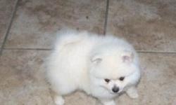 UHGHO Two Pomeranian puppies for sale, Male and Female.They are ready to become your life long
letter of health approval from our veterinarian, for more information please contact us via Text/Call: 240 844 x 2360