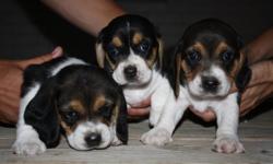 UKC Beagle puppies for sale, 3 females ($350), 2 males ($300), 5 weeks old on July 1, available after July 8th- worming and first round shots complete July 8th.