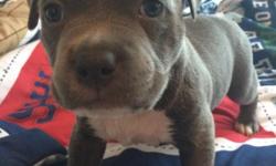 3 female 1 male, Blue Gotti Pitbull pups to be re homed. UKC Registered, both parents woth full papers. Beautiful dogs. Call or text with any questions. Stephen 903-235-twotwo87