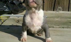 Out of Gott-Pits Hyphy(3x Felony/Rhyno, 2x 21BlackJack, 6x Gotti)(www.gott-pits.com) and My female Misty Blue who is Grandaughter of the infamous Notorious Juan Gotti R.I.P. She is 4x Gotti). Puppies born 1-17-11, and will be ready to go when they are