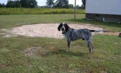 Five year old male Purebred Bluetick Coon Hound. Moved here from VA and do not have the yard he needs or a place to go hunting! He is housebroken, up to date on all his shots, an excellent deer dog, great with kids, and other dogs. Like I stated, he