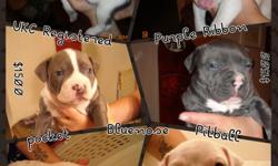 I have four females UKC registered pocket bluenose pitbulls that I am trying to sell. The puppy's Sire and Dam are both on site where puppy's are located. They are both very kid friendly and family type of dogs. So I beleive the pups will be the same way.