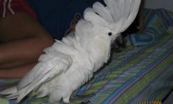 Hello I?m selling a 4 year old cockatoo that we had as a baby we hand fed it from the pet store and need to let it go its in the kitchen and we don?t have time to take care of it.Sunshine try?s to talk and its loves to be out of the cage. we would like to