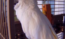 COCO IS A 15 YR OLD MALE UNBRELLA COCKATOO THAT LOVES PEOPLE WE ARE MOVING UP NORTH AND NOT ABLE TO TAKE HIM WITH US HE DONT MIND DOGS OR CHILDREN GOES EVERY 3 MONTHS TO CLIP HIS WINGS AND TOE NAILS HE HAS 2 LARGE CAGES ONE INSIDE AND ONE FOR OUTSIDE HE