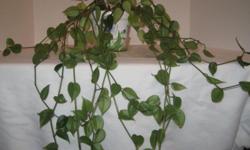 Moving to Peru. Everything must go.
This is a unknown vine, well established and growing to a beautiful plant. Started out as a very small sprig and has grown to the you see in the photo in a years time.
Now $15.00.