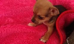 READY NOW 1 girl 2 boys. We have a litter of 4 stunning pups, there are 2 boys and 2 girls. The pups are caramel and cream, and 1 small red and black. Mum and dad can be seen as they are our babies, Mum is red, chocolate, and kc reg, Dad is cream, they