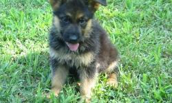 Energetic&nbsp;German Shepherd&nbsp;Puppies with a sweet temperament. All in litter are healthy &nbsp;happy puppies current with vaccinations and vet exams. &nbsp;Each puppy is developing a&nbsp;personality - it is fun to watch them grow! &nbsp;Puppies