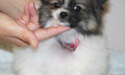 AKC Pomeranian $1500 with shots & dewormed & weighs 1.1 lbs. 15 weeks, very cute and small. If his hair is wet he is very small and compact like a very small kitten. We saw the parents both small less than 3 lbs and very fluffy. We got him 3 weeks ago but