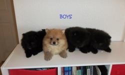 These Pomeranian puppies are beautiful, and they are purebreed, 8 weeks old, dewormed, first set of puppy shots, have been raised at home, They are ready to go to good homes. Could meet in Barstow, Apple Valley or Lucerne Valley. Boys/$300 Girls/$325 () -