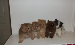 These Pomeranian puppies are beautiful, and they are purebreed, 8 weeks old, dewormed, first set of puppy shots, have been raised at home, They are ready to go to good homes. Could meet in Barstow, Apple Valley or Lucerne Valley. $400.00 () -
&nbsp;