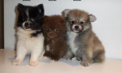 I have These Pomeranian Puppies for sale. They are 8 weeks old and they are absolutely adorable. They have had 1 set of puppy shots and have been dewormed. They are ready to go to good homes. Could meet in Barstow, Apple Valley or Lucerne Valley. I am