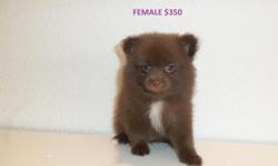 These Pomeranian puppies are beautiful, and they are purebreed, 8 weeks old, dewormed, first set of puppy shots, have been raised at home, They are ready to go to good homes. Could meet in Barstow, Apple Valley or Lucerne Valley. $350 (626) 869-9144