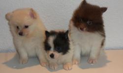 These Pomeranian Puppies are Beautiful, and They are purebreed, 8 weeks old, Dewormed, First set of puppy shots, have been raised at home, They are ready to go to a good home. Could meet in Barstow, Apple Valley or Lucerne Valley. $350.00 (626) 869-9144