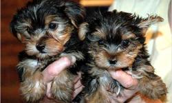 Gorgeous **yorkie puppies**;(AKC) registration; Up Tp Date shots & Deworming; Microchip With Pup's ID; Health Certificate Done By Doctor Quintero; Beautiful Male & Females available; Pretty Eyes;Nice Coats & Colors (Black & Brown);Pup's Age (12) Weeks