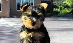 All of our puppies are spoiled from the beginning with lots of hugs and kisses. We currently have a male and female CKC Yorkie who will is ready to go to a new home. If you are looking for an incredible, bundle of joy, text us back to meet your new