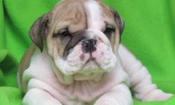 Very Loving and healthy English Bulldog puppies
Price: 750
Breed: English Bulldog
Age: 10 weeks
All puppies come with akc pedigree registration, updated vaccination, health certificate by vet, and a one year health guarantee, boned and raised in our home