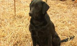 CKC Registered Labrador Retriever. Her name is Katie. I have had her from when she was a puppy. She is 6 years old now. Katie is black in color. She has been a great breeder dog and has produced many healthy litters. Katie is great around kids and other