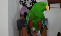 Due to moving out of state in 3 wks, I now must sell my 2 yr old male Eclectus parrot named Teka. He is extremely tame & says a number of things such as 'step up', 'good boy', 'whatcha doing' & a few others. Teka is fully feathered & is not a plucker.