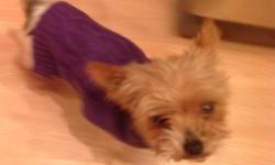 Tiny is a 2 year old Parti color AKC Yorkie. She is retired from breeding and needs a home where she will be an only dog and no small children in the home. She doesn't bite or have bad habits, she is just extremely shy. She just needs to be a loved lap