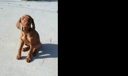 Vizsla female puppy coasta is up to date on shots and her tail is docked and dewclaws removed she is house broken and would make a great family pet she is $800 without akc papers or$900 with full akc papers.Please call zach for more info. at --