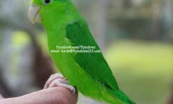 This clean-cut bright green parrotlet is really smart looking in the aviary. &nbsp;We noted the stately posture of this guy and aristocratic style and composure. &nbsp;This personable and smooth companion, rides around on your shoulder with you all day.