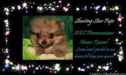 Shooting Star Pups is now taking names for our wait list on our future 2014 litter of AKC Pomeranian puppies. These planned breeding will be for Fall-Winter of 2014, (August-December of 2014). Our puppies go very fast, so putting your name on our wait