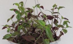 Moving to Peru. Everything must go. Prices reduced.
I have a Wandering Jew hanging basket for sale $8.00. The plant has been growing in this pot for 9 months and is very healthy and well established.