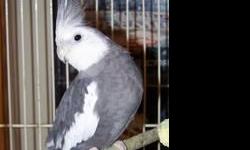 I want 1 green cheek conure, female, any mutation, either free or take my 4 cockatiels for it, but I will help with $30.00 toward gas too # 1 is my 2 year old grey white face male, #2 is my 3 year old pied male on the 2nd. perch with the female 2 year old