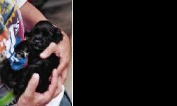 NO THIS IS NOT A FREE PUPPY - but just call 920-723-0975 for details, prices, and interview,
This purebred registered akc cocker spaniel black female will be a loyal companion dog.
shots and worming...
akc papers and pedigree...
daily grooming...
health