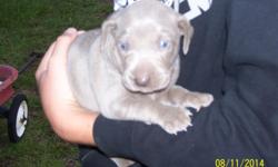 CKC Registeded Weimaraner Puppies for Sale (4 females/2 males) born 7-28-14 and will be ready for a new home on 9-8-14.&nbsp; Dew claws removed, tails docked, 3 sets of wormer and 1st shots will be given by a vet&nbsp;before being sold.&nbsp; Puppies are