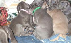 As of 11/14/2011 I have 1 Blue Females.
Born June 30th, Orginally a litter of 9,
Family Pet only will not sign over for breeding rights
Full Blood AKC regestered
ready for new loving homes
