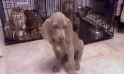 1 male Weimaraner puppy. Up to date on vaccines. Ready to go home, he is 9 weeks old! Very loving and great with kids. Call 937-416-7435 if interested.