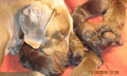 Weimaraner pups 4 sale. 7 females 2 males. Tails docked and dew claws removed. 6 weeks old on Christmas day!