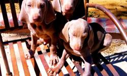 I have two purebred 9 week old AKC female weimaraner pups available. They are the cutest pups ever. I need to find them GREAT homes soon therefore the below market asking price.