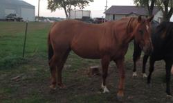 7 year old sorrel mare, well broke, registered, athletic, need to reduce herd, asking $1000 OBO
