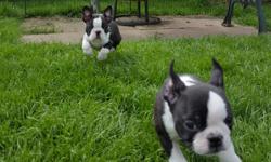 AKC CHAMPION BOSTON TERRIER&nbsp;PUPPIES&nbsp;. THEY ARE&nbsp;POTTY TRAINED, CRATE TRAINED, LEASH TRAINED AND HAS ALWAYS LIVED INSIDE THE HOUSE. HE IS VERY SWEET, GOOD WITH KIDS AND OTHER DOGS. THEY WILL MAKE A GREAT PET FOR A LOVING FAMILY!!
