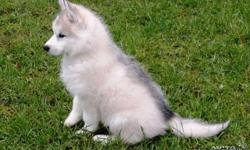 We have 2 beautiful purebred Siberian Husky puppies that are ready for their new homes. They were born to our own purebred Huskies dogs and have been treated with love and care. Both parents are on site. Both puppies will be vet-checked and already have
