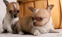 well trained chihuahua puppies for adoption comes with a one year health guarantee very playful with other home pets and children call or text via 804-446-6891&nbsp; for more information and pictures