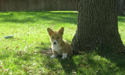 Purebred AKC registered Welsh Corgi female puppy for sale. 11 weeks old with updated vaccinations. Tan with white paws.