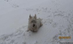 Beautiful&nbsp;West Highland Terrier. 5 yr old Male, Neutered. Sweetest dog. Loves everyone. Great with kids and other animals.&nbsp;Free to good home where he will have lots of love