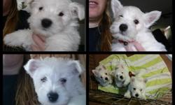 3 Male West Highland White Terriers for sale. Born 5/20/14 Healthy loving pets! Registered with champion in bloodline!&nbsp;