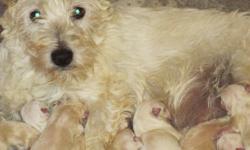have a litter of westie boys to rehome. they will be 8 weeks on christmas eve. are you looking for a gift for someone special that will last for years?
westies are a fun, comical, breed. they are know as the clowns of the dog world. gentle, kind and